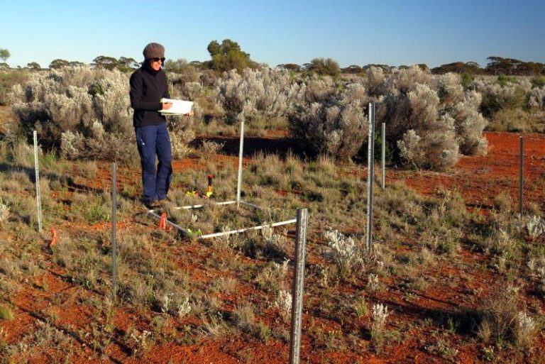 Drought’s Impact On The Environment | TERN Australia