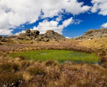 Reedy pool within Sphagnum Bog on Mt Buffalo, Victoria, Australia