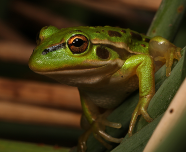 Growling Grass Frog (Litoria raniformis). Photo credit: Geoff Heard.